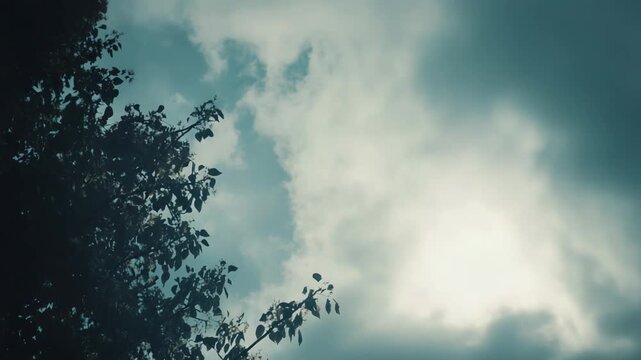 Tree branches with dark leaves creating a strong silhouette against a dramatic sky with light filtering through the heavy clouds, suggesting changing weather or a moody atmosphere