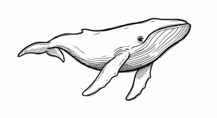 Whale Illustration Line Art Simple Design.