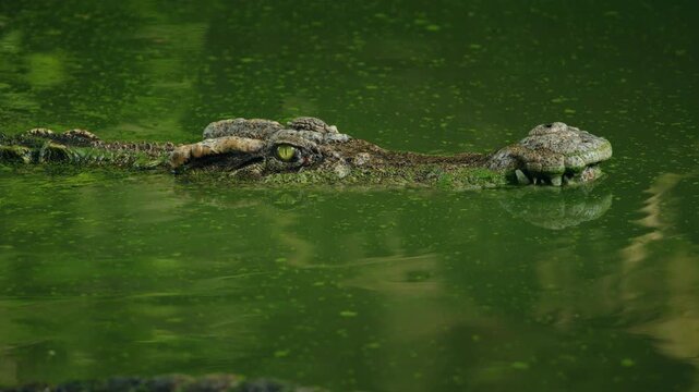 Saltwater crocodile head and eyes emerging from green water, close-up wildlife scene with calm surface and natural habitat details