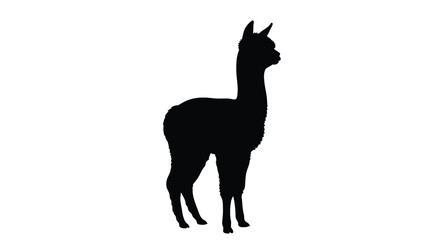 A striking black silhouette of an alpaca standing gracefully silhouette © MdGolam