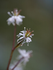 早春の森に咲く芹葉黄連