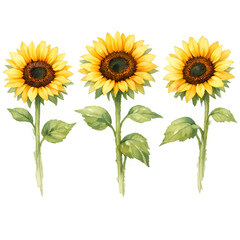 Naklejka premium Three sunflowers with yellow petals and green leaves on white background 