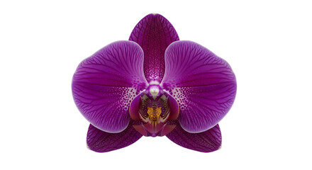 Fototapeta premium Purple Orchid on Black Background