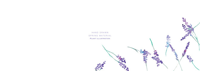 水彩画。水彩タッチのラベンダーベクターイラスト。ラベンダーの春植物背景。Watercolor painting. Watercolor lavender vector illustration. Lavender spring plant background.