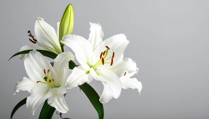 Obraz premium Elegant White Lilies with Delicate Details Against a Soft Gray Background for Serene Beauty.