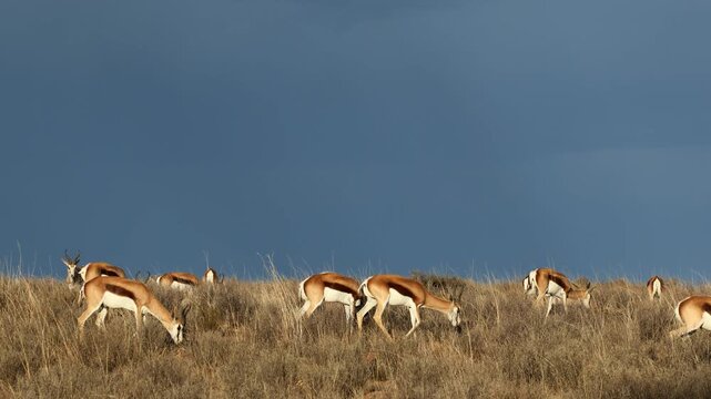 Springbok antelopes (Antidorcas marsupialis) in late afternoon light with stormy sky, Mountain Zebra National Park, South Africa