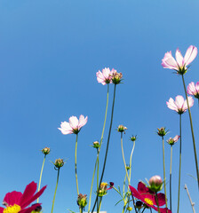 flowers and sky