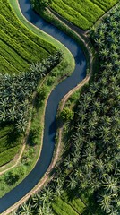 Aerial view of lush green rice fields with winding irrigation channels
