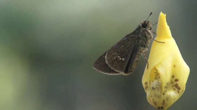 close-up footage of a skipper butterfly perched on a yellow flower on a sunny morning