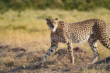 Cheetah walking across golden savanna grassland in Africa during daylight. © Pei Visuals