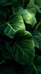 A close-up view of lush green leaves with prominent veins and a glossy surface