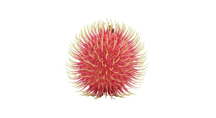 Close-up of a Rambutan Fruit on Black Background