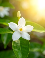 Obraz premium A close-up of a white flower with green leaves