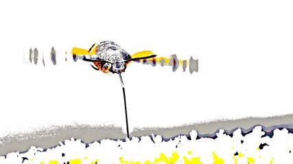 Close up of a flying Hummingbird hawk-moth mixed media © lehmannw