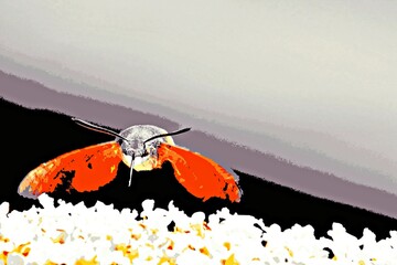 Close up of a flying Hummingbird hawk-moth mixed media © lehmannw