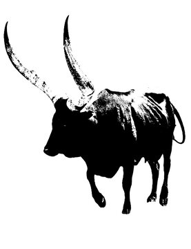Close up of a big Ankole Cow with huge horns mixed media