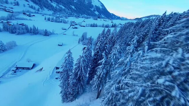 Cinematic Aerial Drone Fliht Over Snow Covered Pine orest in Winter Alpine Valey