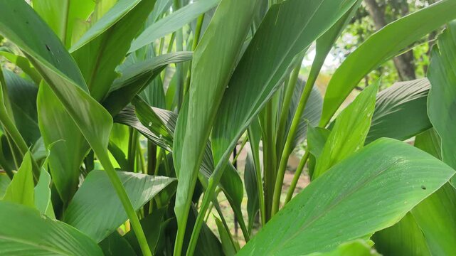 Lush turmeric plants thrive inside a large concrete planter box. Both the vibrant leaves and nutrient-rich rhizomes are essential for Malay cuisine. This superfood is packed with healthy curcumin.
