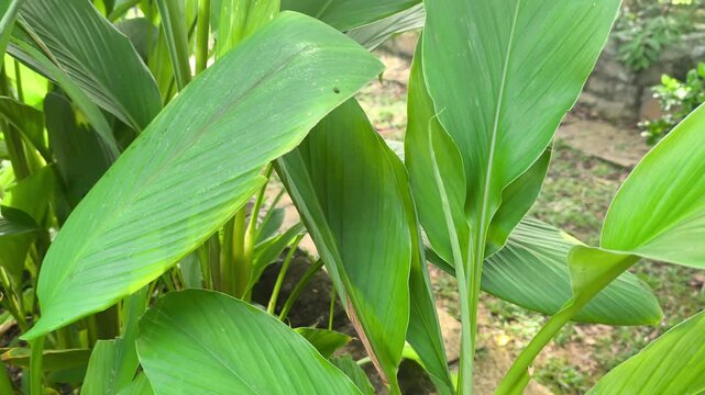 Lush turmeric plants thrive inside a large concrete planter box. Both the vibrant leaves and nutrient-rich rhizomes are essential for Malay cuisine. This superfood is packed with healthy curcumin.