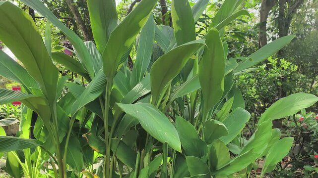 Lush turmeric plants thrive inside a large concrete planter box. Both the vibrant leaves and nutrient-rich rhizomes are essential for Malay cuisine. This superfood is packed with healthy curcumin.