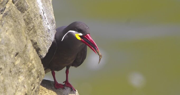 Inca tern swallowing fish with crashing waves in background, Pantanos de Villa, Peru