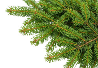 Obraz premium Realistic pine branch with detailed needles and warm tones on transparent background