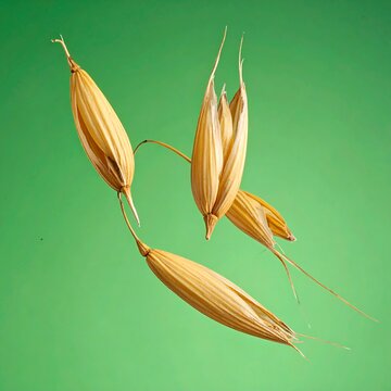 Green Rice Pod รูปภาพSowingtime – เลือกดูภาพถ่ายสต็อก เวกเตอร์ และวิดีโอ1 | Adobe Stock
