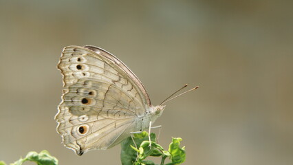 close-up photo of a gray dandelion butterfly sunbathing in the morning © M SAHID HASAN