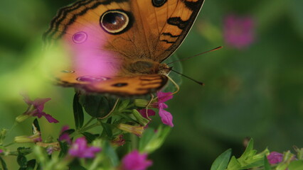 Macro photo of a peacock pansy butterfly with flower bokeh shadows © M SAHID HASAN
