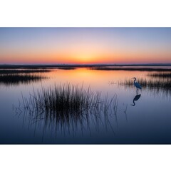 Obraz premium A solitary white egret stands in calm water reflecting the vibrant colors of a sunset over a marshy landscape.