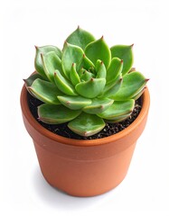 Fototapeta premium and keyword list based on the imageSucculent plant, potted in terracotta, photographed against a white studio background