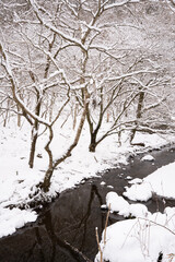 雪に覆われた川
