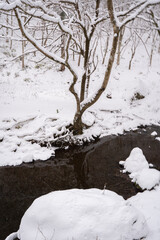 雪に覆われた川