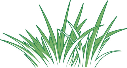 Green Grass Blades Illustration with Outline on White Background drawing © Mahafuj  Creatives
