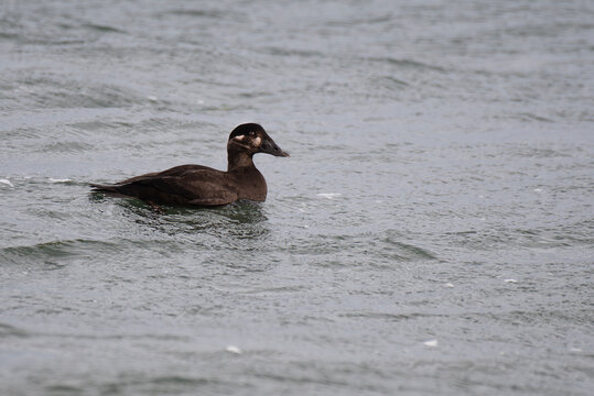 Surf Scoter swimming in the ocean in winter