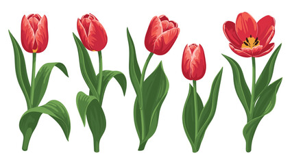 Obraz premium Beautiful collection of five red tulips with green leaves and stems isolated on a clean white background for botanical or floral design themes.