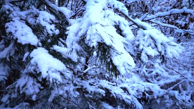 Heavy snow covered pine tree branches in winter forest.