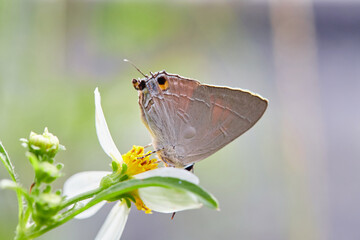 butterfly on a flower © Anucha