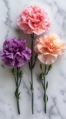 Three Carnation Flowers on Marble Background