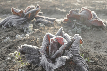 Frozen vegetables on a cold winter sunny early morning