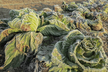 Frozen vegetables on a cold winter sunny early morning