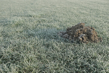 Mole sign over a frozen meadow in a sunny winter morning