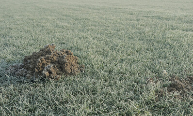 Mole sign over a frozen meadow in a sunny winter morning