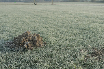 Mole sign over a frozen meadow in a sunny winter morning