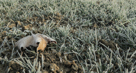 Closeup over a frozen meadow in a sunny winter morning