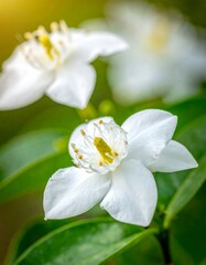 Fototapeta premium A close-up of white flowers with yellow centers and green leaves