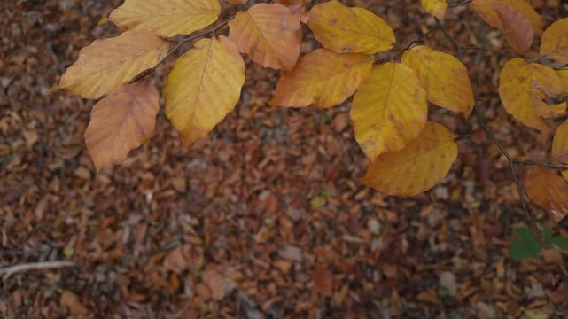 Top Down Close Up Of Windy Golden Beech Leaves With Blurred Forest Floor Copy Space