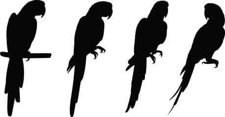 Set of black parrot silhouettes, featuring tropical macaws in various perching and standing poses for exotic bird nature design projects. © Shoriful