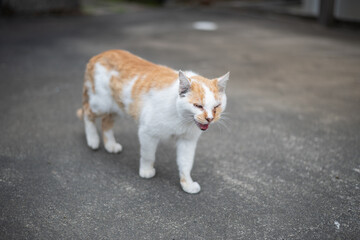 Fototapeta premium 屋外を歩く可愛い猫 茶トラ白 