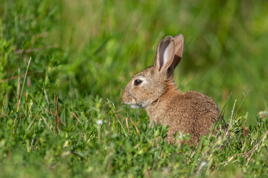 Wild European rabbit, Oryctolagus cuniculus,  sitting in the grass in Gotland, Sweden, Europe